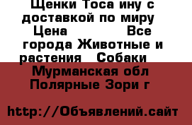 Щенки Тоса-ину с доставкой по миру › Цена ­ 68 000 - Все города Животные и растения » Собаки   . Мурманская обл.,Полярные Зори г.